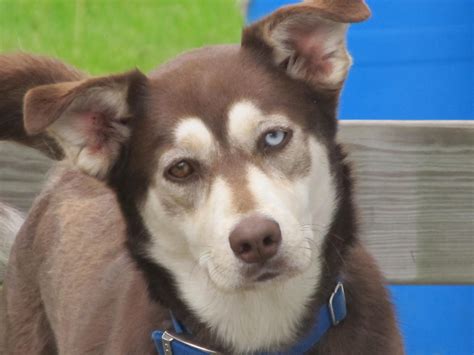 The Husky Lab Mix is an adorable canine that mixes the best traits of each species, and it is a superb addition to any family. Different features of this breed: Appearance: Each puppy’s look may be a unique mixture of the discern breeds because of the crossbreeding. Husky Lab Mix’s coat can come in various colors.